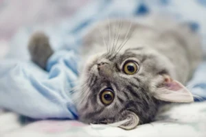 gato
