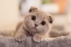 gato