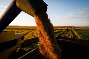 Clima extremo e custos altos ameaçam safra de arroz no Brasil e elevam risco de crise no setor