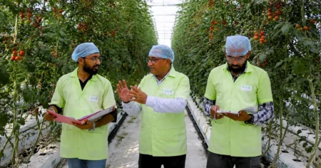Startup usa fazenda sem solo na Índia e promete produzir até 5 vezes mais com 90% menos água